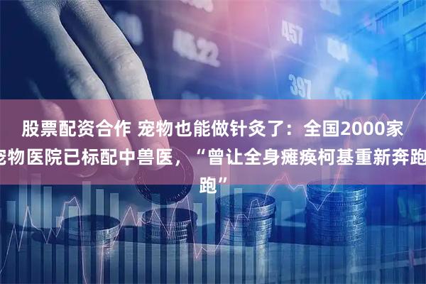股票配资合作 宠物也能做针灸了：全国2000家宠物医院已标配中兽医，“曾让全身瘫痪柯基重新奔跑”